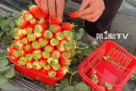 30元一篮，草莓随便装，男子秒变“建筑师”堆起草莓塔，最后篮子装了9斤多，市场价得一百多块。 #草莓🍓 #草莓采摘园 #草莓随便摘 #新鲜采摘 @肚子咕璐璐视频封面
