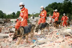 云南消防搜救犬“5·12”抗震救灾追忆——十六年我们不曾忘记视频封面