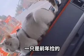 一人一车俩猫，边跑车边撸猫的生活你羡慕吗？网友：能让猫这么听话，肯定是个极善的人。（供稿：美丽丽水）#浙江dou知道 #萌宠 #猫 视频封面