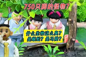 750只脚的怪物？原来是蜈蚣的亲戚！ #马陆百科 #脚最多的昆虫视频封面