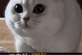 银渐层为什么叫邪恶银渐层？ #新手养猫 #科学养宠攻略  #银渐层 #英短