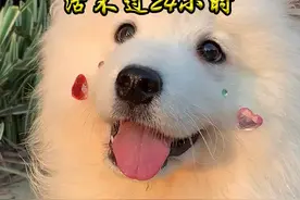 狗狗不能吃的蔬菜 #萌宠出道计划 #宠物 #狗狗视频封面