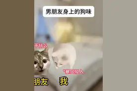 男朋友身上的狗味 #猫meme #男朋友 #情侣 #情侣日常