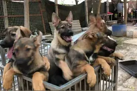 狼青色昆明犬7只，4公3母只只堪称精品，大家来欣赏品评下视频封面