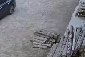爸爸顺手把狗绳绑上小三轮，边牧就拉着儿子变成“一阵风”。没想到骑上电车都追不上!#搞笑 #边牧 #意不意外 （来源@杨miffy ）视频封面