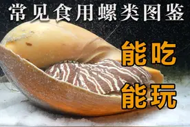 常见食用螺类图鉴 难道我们的天命就是被吃吗？ #美食   #冷知识视频封面