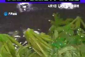 4月1日（采访），河南郑州，男子吃香椿导致亚硝酸盐中毒？医生：大量食用会出现缺氧、心慌 、采集嫩叶，吃之前这个步骤不能忘。#中国节气清明篇视频封面