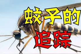 蚊子是怎么找到我们的？热红外线追踪 #蚊子🦟视频封面