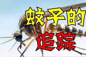蚊子是怎么找到我们的？热红外线追踪 #蚊子🦟视频封面