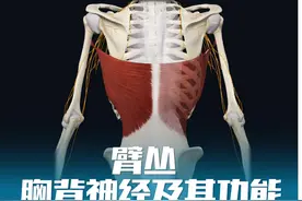 让您能做引体向上的神经：胸背神经 #解剖学 #医学生