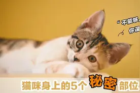 猫肚脐眼您看过吗？没吧，快来看看哈#猫咪的日常视频封面