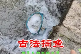 小河突现古法捕鱼，一个破篮子一根绳，就能抓到鱼也太神奇了！视频封面