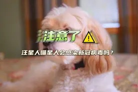 汪星人喵星人会不会传染新冠病毒？专家解答→#北京dou知道视频封面