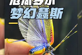 螽斯在厄瓜多尔能整出无数种花活 #亮记生物鉴定