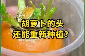 胡萝卜的头还能重新种植？ #家庭种植 #盆栽 #来抖音学农技 #三农 #记录视频封面