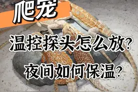爬宠温控探头怎么放？夜间如何保温？ #爬宠 #爬宠日常 #爬宠交流视频封面