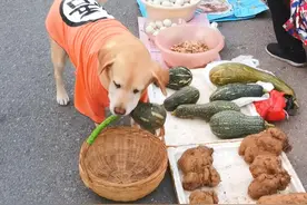 摊主只收小狗钱不招待 #狗狗成精了 #狗狗买菜视频封面