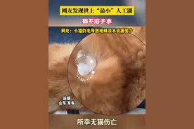 网友发现世上“最小”人工湖 网友发现世上“最小”人工湖，猫不溶于水，网友：小猫的毛导致地球淡水资源变少#小猫 #人工湖 #橘猫 #萌宠出道计划视频封面