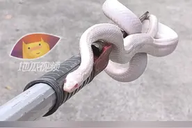 宁波一小区惊现白蛇，出逃后无人认领，专家：是玉米蛇，饿得裂了#浙江dou知道 #宠物蛇
