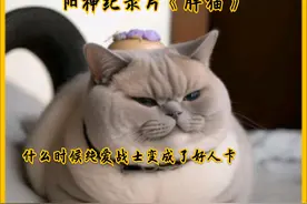 梦奇：今天那个召唤师怎么没来呢？胖猫，想你了。 #胖猫视频封面