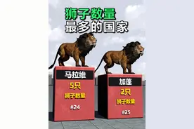 世界上狮子数量最多的国家排名对比丨各国狮子数量排名对比视频封面
