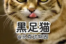 黑足猫，虎斑毛绒小圆脸，可爱不止一点点