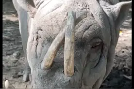 为什么要定期修剪动物的牙齿和犄角？ #神奇动物在抖音 #涨知识 #科普一下