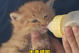 消防员拆银行屋顶救出一家五口小奶猫，暂住消防站，如果你喜欢软萌萌的小家伙们，可以到消防站领养哦 @天津西青消防 #可爱的小猫咪 #流浪猫送养 #消防蓝朋友 视频封面