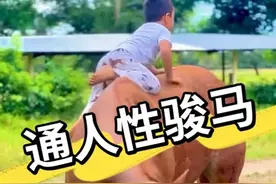 通人性的骏马，和小孩子友好互动！上演治愈一幕！#神奇动物在抖音 #马背上自由的风 #小矮马视频封面