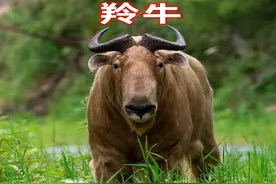 秦岭发现黄金 #神兽，攻击人和 #大熊猫，十年时间撞死22人？视频封面