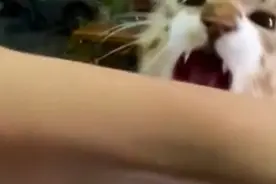 我上去就是一口！#动物配音 #搞笑配音视频封面