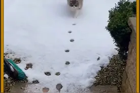 猫走路为什么只有两个脚印 #涨知识视频封面