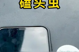磕头虫，依靠头部把自己弹起！ #磕头虫 #科普 #涨知识视频封面