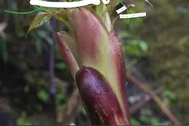 在山里度过了四个春夏秋冬啦！收获了太多太多，原来我想要的东西一开始就拥有了。已经开始期待春天了#大自然的馈赠#春天的味道#你的家乡有这种植物吗#大山里的味道#大山里的原生态视频封面
