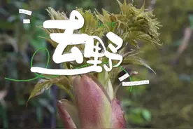在山里度过了四个春夏秋冬啦！收获了太多太多，原来我想要的东西一开始就拥有了。已经开始期待春天了#大自然的馈赠#春天的味道#你的家乡有这种植物吗#大山里的味道#大山里的原生态视频封面