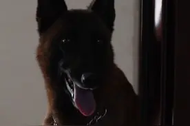 警犬阿龙看到休假归来的训导员后画风突变 #警犬@阿图什公安视频封面