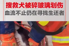 12月20日青海海东，搜救犬在执行任务中被碎玻璃划伤，血流不止仍在寻找生还者，消防员满脸自责。视频封面