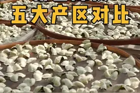 新会陈皮一线五大核心产区——东甲、梅江、天马、茶坑、西甲，各有什么特点，她们的历史、现状如何？懂茶帝实地探访原产地，给大家带来翔实的数据对比。 #新会陈皮 #新会陈皮知识分享 #新会陈皮五大产区对比 #陈皮 @懂茶帝茶叶旗舰店视频封面