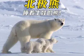 北极熊养娃之路，熟睡中的北极熊生下两只幼崽 #北极熊 #动物世界视频封面