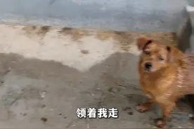 聪明的狗狗遇到了善良的人 #万物有灵 #狗狗视频封面