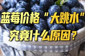 #蓝莓 价格缘何变亲民？视频封面