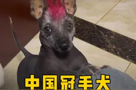 世界最丑的狗“中国冠毛犬”，其实我们都误解它了？ #中国冠毛犬 #萌宠 #狗狗视频封面