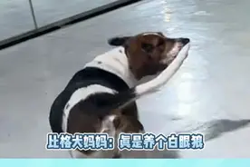 北极狼看见比格犬妈妈：疑似失去所有力气和手段！#比格犬 #北极狼 #搞笑 #哈尔滨 #万万没想到视频封面
