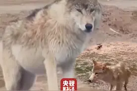 #可可西里网红狼被游客喂成胖狼  #可可西里网红狼带同伴一起讨食  #遇到野生动物最好的选择是不打扰视频封面