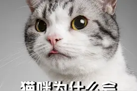 大家在跟猫玩的时候,猫常常会突然咬你一口,这究竟是什么意思呢?#猫咪的迷惑行为 #猫咪 #萌宠 #铲屎官的乐趣 #宠物知识视频封面