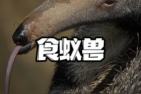食蚁兽前肢长着像熊猫头，还有灵活的舌头，能自由穿梭蚂蚁巢穴视频封面