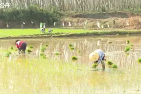 白沙：人勤春早农事忙#海南白沙#春耕视频封面