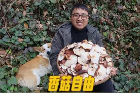 婚房盖瓦完工，冬宝扯一筐香菇，和鹅肉炖一锅打平伙，越吃越香！视频封面