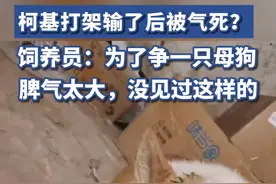柯基打架输了后生气抽搐身亡？饲养员：没见过这样的，它气性最大视频封面