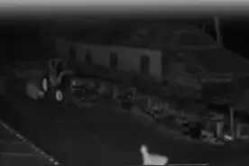 吉林一老虎闯入村民家咬死羊和狗，林业部门：损失由保险赔偿视频封面